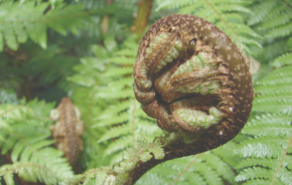 Koru_1
