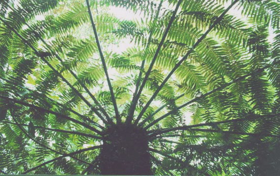 NZ-Punga-tree_1